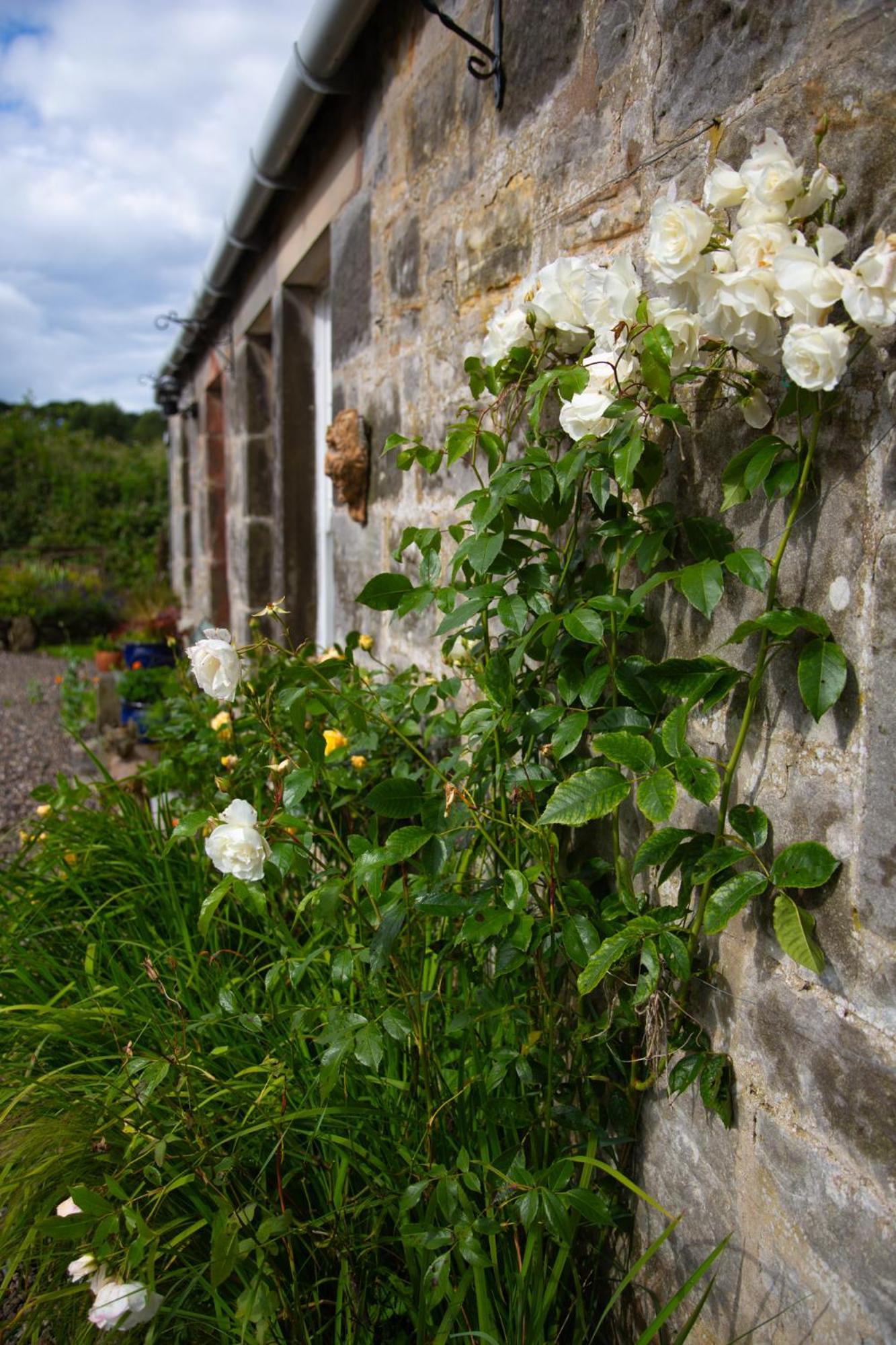 Balmungo Cottage B&B St Andrews Eksteriør billede